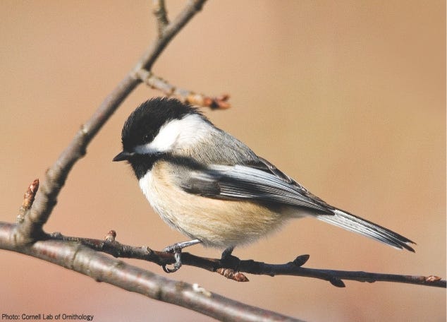 Fun facts about chickadees